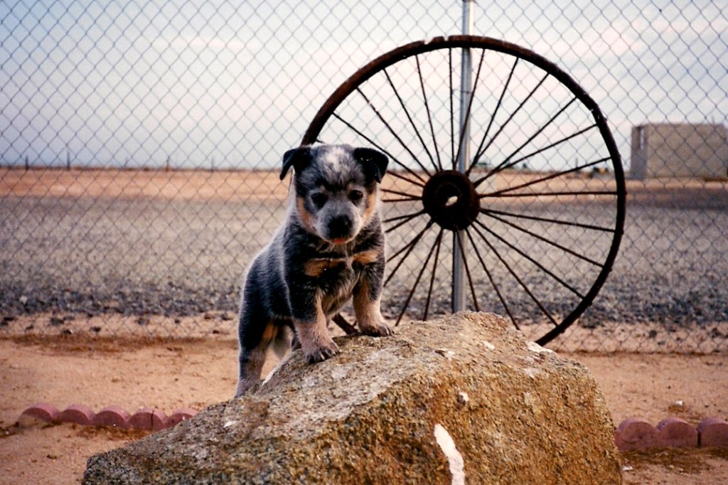 Australian Cattle Dog puppy