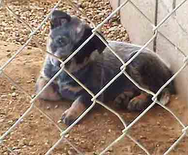 Australian Cattle Dog puppy