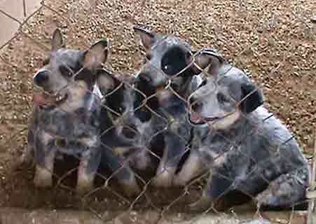 Australian Cattle Dog puppies