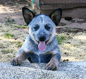 blue Australian Cattle Dog puppy with no mask peeking at the camera over a large rock