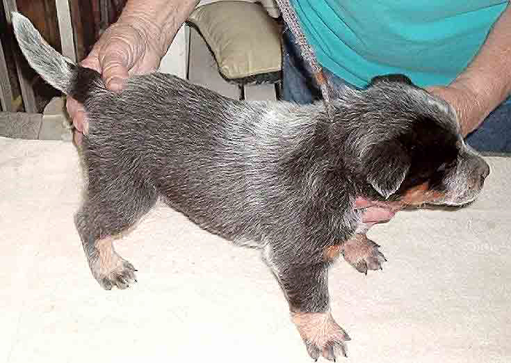 Australian Cattle Dog puppy