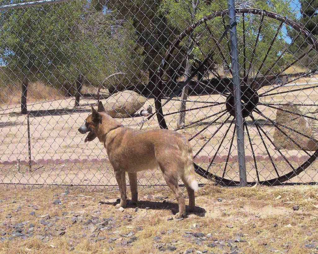 side view of red Australian Cattle dog from rear on brown grass with a chainlink fence and wagon wheel in the background CH Castle Butte Heroes Andfriends - "Randy"