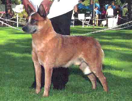 Red Australian Cattle Dog with full double mask standing on green grass with a handler presenting. CH Castle Butte Heroes Andfriends - "Randy"