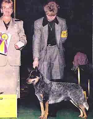 blue Australian Cattle Dog with full mask in a show photo - Best of Breed Cindy Imbach, Handler