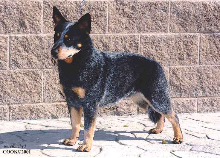 ble australian Cattle dog with full double eye mask facing left with a cement wall in the background