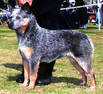 CH Castle Butte Come On Sheila blue Australian Cattle dog in a show stack facing left on green grass in a show ring