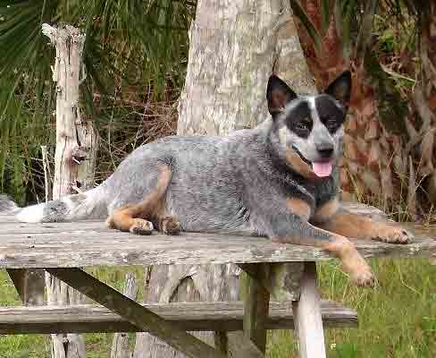 CH Castle Butte Silver Sage
Blue Australian Cattle Dog with a double mask