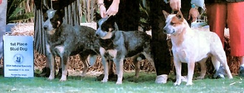 CH Castle Apache Frost. blue Australian Cattle dog with double mask stud dog winner center, red Australian Cattle dog to right, blue Australian Cattle Dog to the left