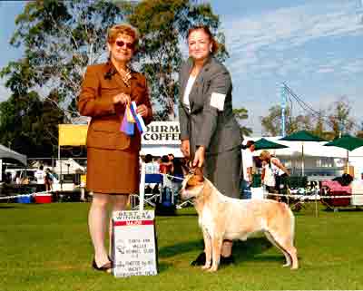 CH Castle Butte Swish N Bayou
red Australian Cattle Dog show photo outdoors on green grass female handler, female judge holding best of winners and winners bitch ribbons