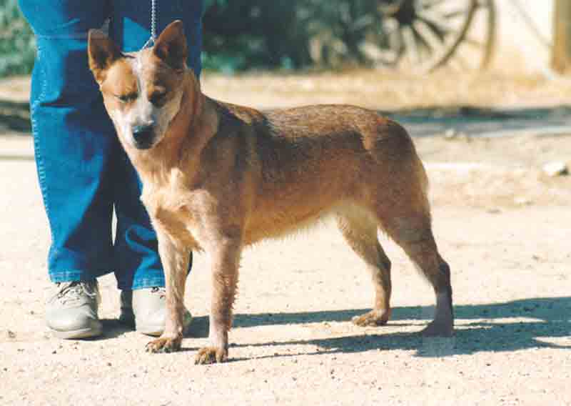 red Australian cattle dog standing on dirt with handler's blue leaned legs visible behind