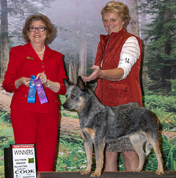 CH Castle Butte Dolly Goforit
Blue Australian Cattle Dog plain face - facing left with Cindy Imbach handler. Female judge in a red suit stands on the left side of the photo holding Winners Bitch ribbons