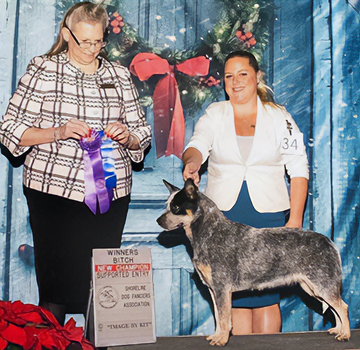 CH Castle Butte Smokin Suzy
Blue Australianb Cattle Dog in a show photo on a podium profile facing left, Female handler, female judge holding Winners Bitch ribbons