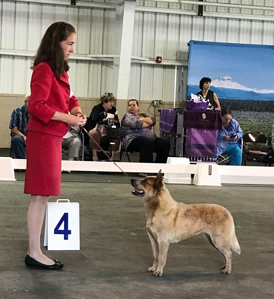 GCH Imbachs Red Rosette
