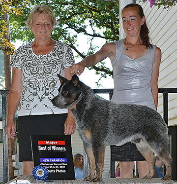 Imbachs Cut n Run 'Cutter" Blue Australian Cattle Dog on a podium show photo Major win Best of Winners Christina handling and Cindy Imbach standing to the left.
