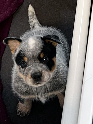 Blue Australian Cattle Dog Puppy