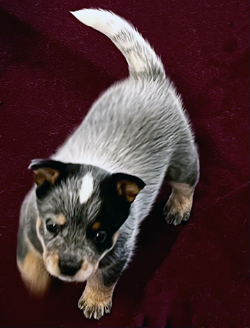 Blue Australian Cattle Dog Puppy