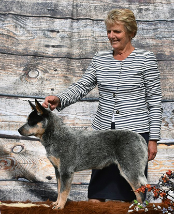 GCHB CH Imbachs Nitty Gritty Girl
Blue Australian Cattle dog profile facing left with a left eye mask. Handler Cindy Imbach